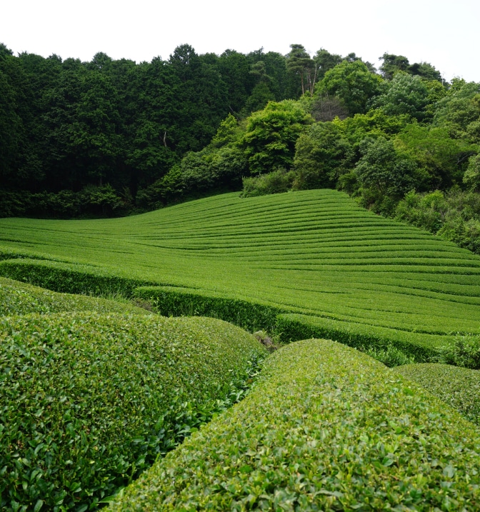 リョクチャエキスイメージ画像