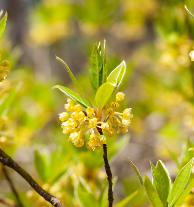 クロモジ葉油イメージ画像