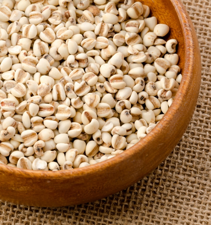 はと麦イメージ画像