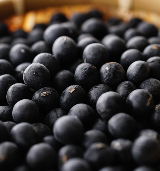 黒豆イメージ画像