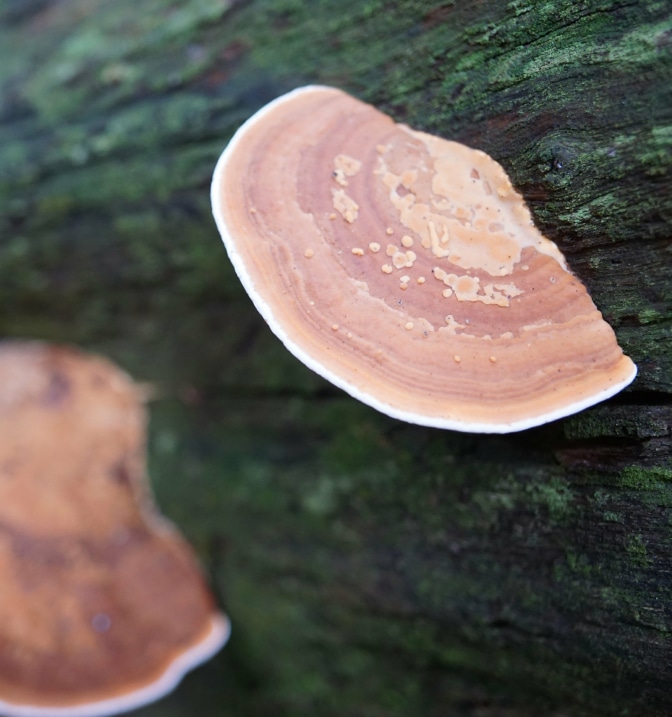 さるのこしかけイメージ画像