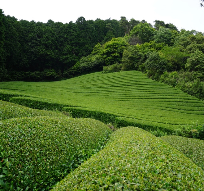 リョクチャエキスイメージ画像
