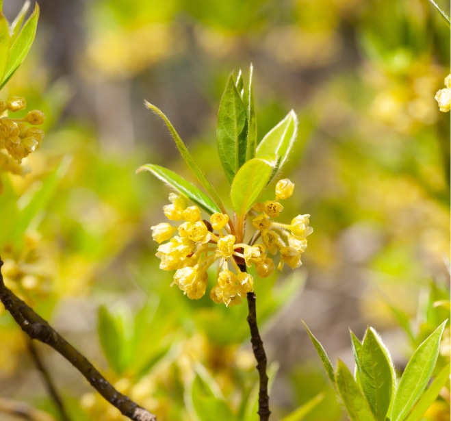 クロモジ葉油イメージ画像