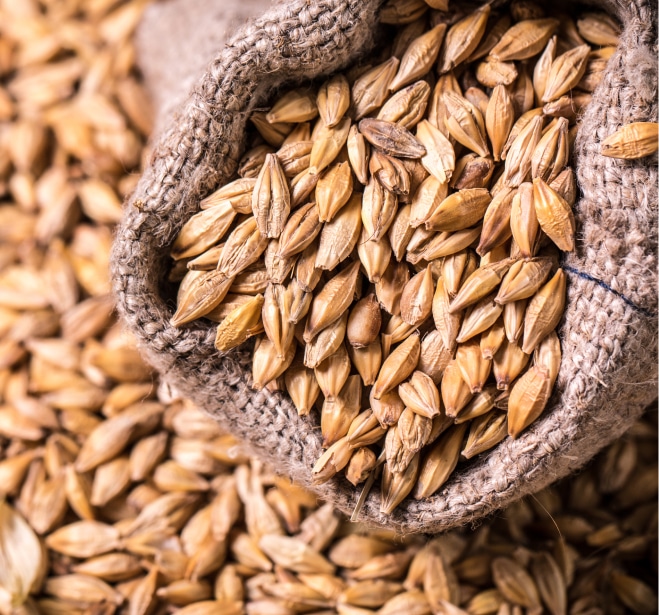 大麦イメージ画像