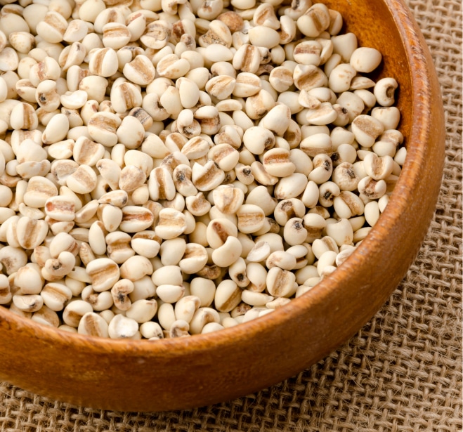 はと麦イメージ画像